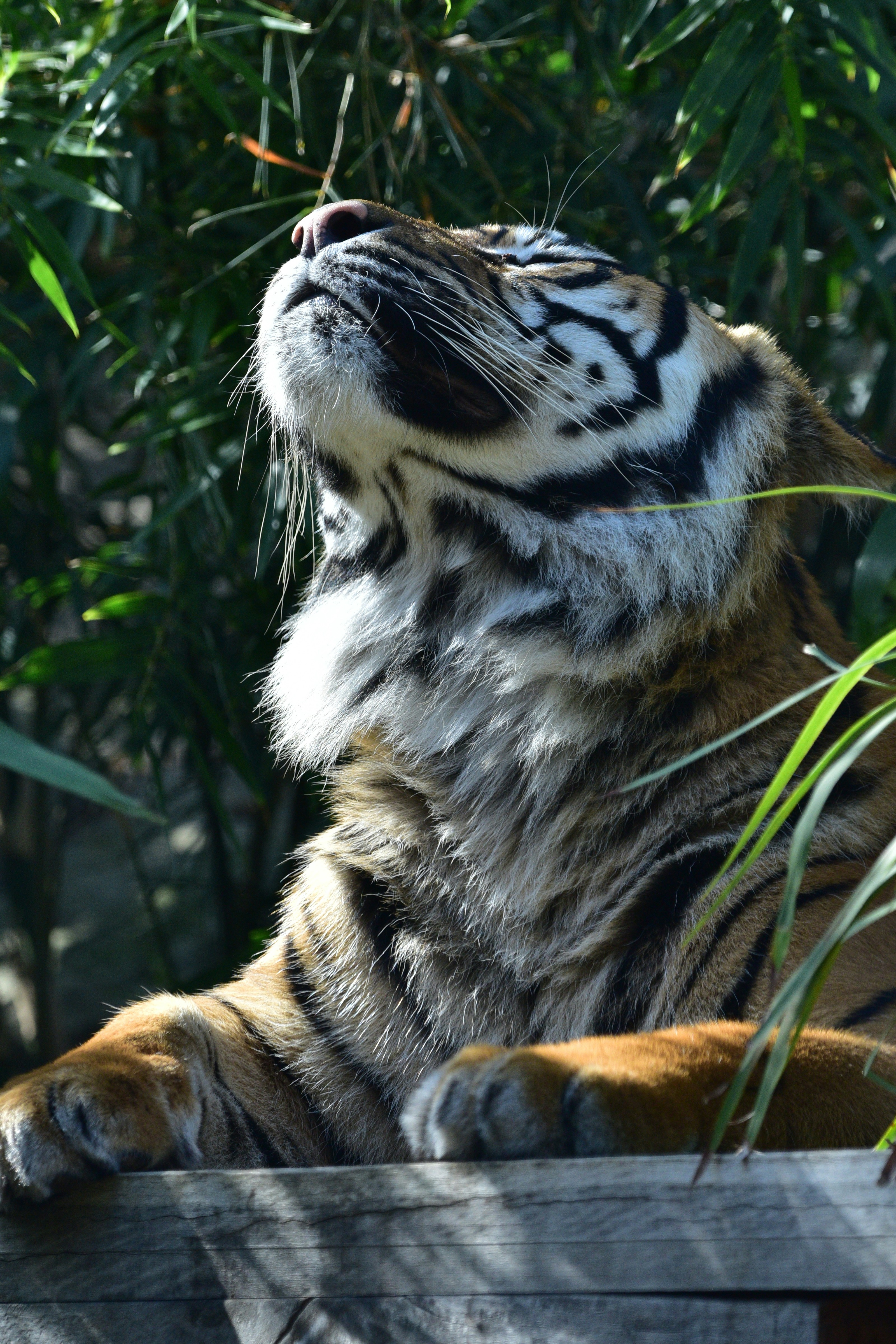 Tiger enjoying peaceful moment in bamboo
