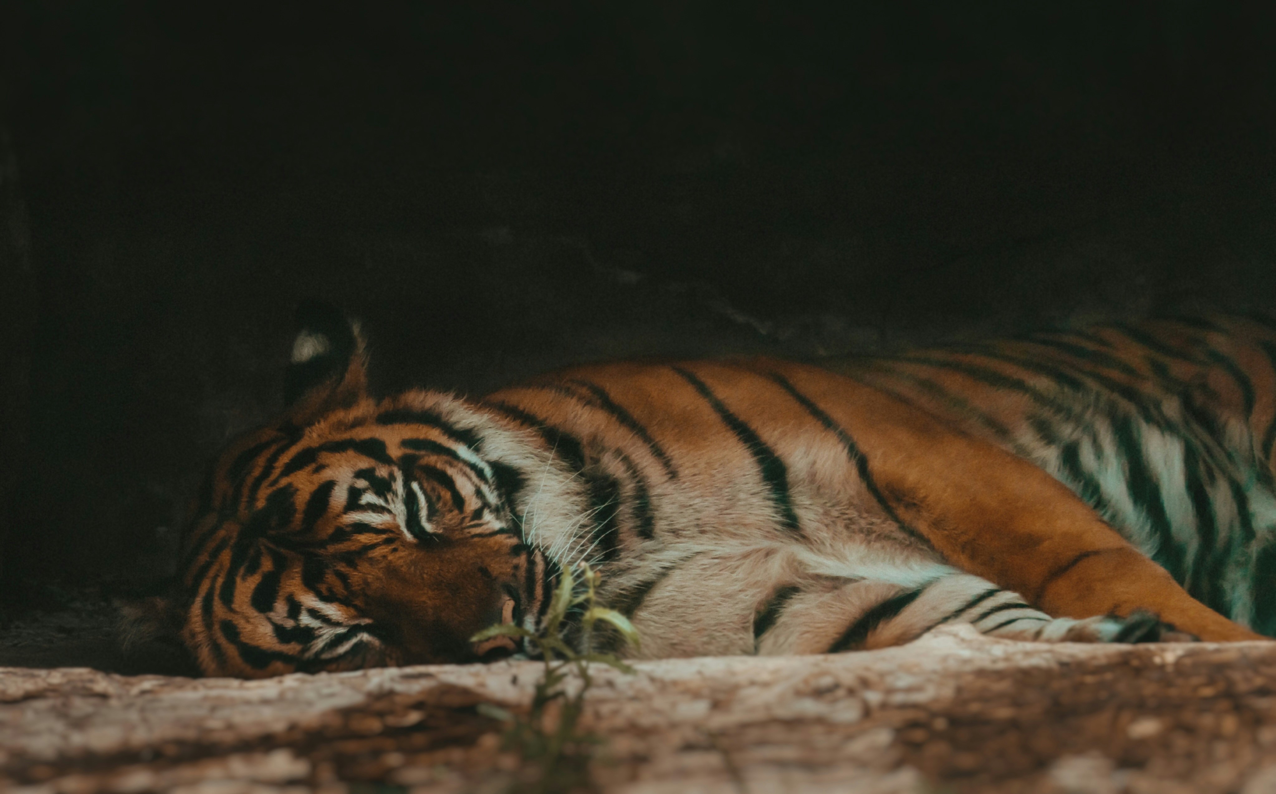Tiger sleeping peacefully